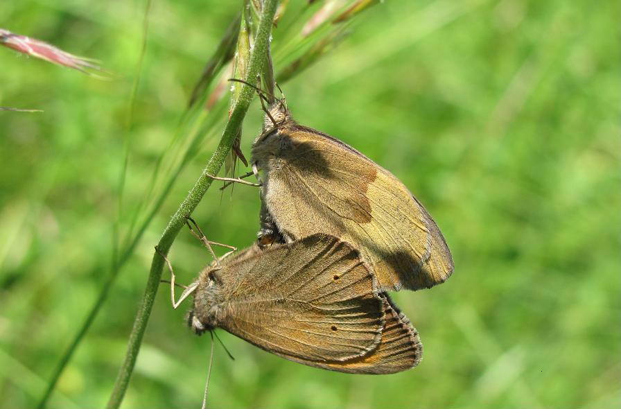 Maniola jurtina in accoppiamento